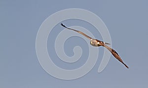 A Booted Eagle hovering in a blue sky