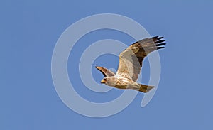 A Booted Eagle hovering in a blue sky