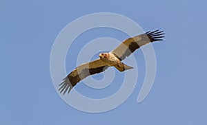 A Booted Eagle hovering in a blue sky