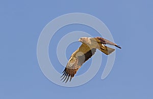 A Booted Eagle hovering in a blue sky