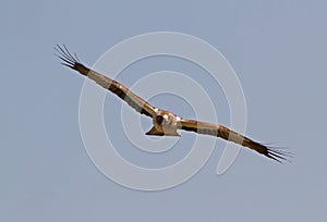 A Booted Eagle hovering in a blue sky
