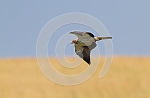 A Booted Eagle hovering in a blue sky