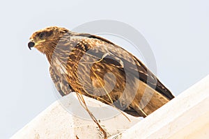Booted Eagle