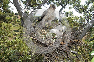 Booted eagle nest with two chicks photo