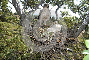 Booted eagle nest with two chicks photo