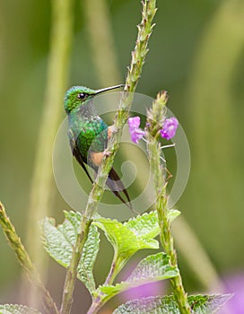 A Booted Racket-Tail Hummingbird