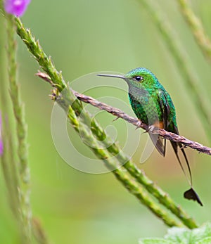 The Booted Racket-Tail Hummingbird