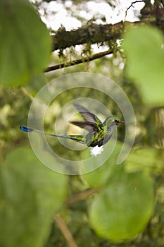 Booted Racket-Tail Hummingbird - Ecuador