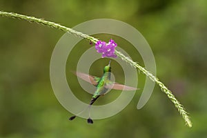 Booted Racket-tail, Ocreatus underwoodi hovering next to violet flower, bird from tropical forest, Manu national park, Peru