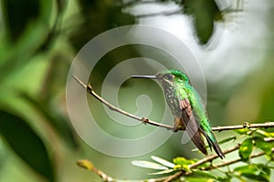 Booted Racket-tail, Ocreatus underwoodi sitting on branch, bird from tropical forest, Manu national park, Peru