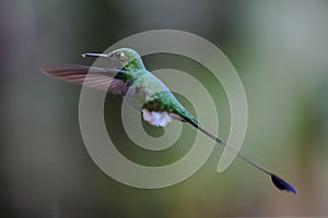 Booted Racket-tail - Ocreatus underwoodii - hummingbird