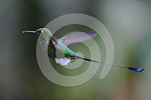 Booted Racket-tail (Ocreatus underwoodii) Hummingbird in flight