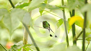 Booted Rackettail hummingbird