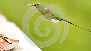 Booted Rackettail hummingbird at a feeder photo