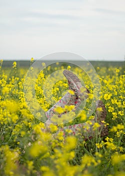 Boots in rapeseed field