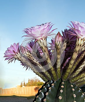 Boquet of Barrel Cactus Flowers in the early morning in Riverside California