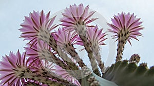 Boquet of Barrel Cactus Flowers in the early morning in Riverside California