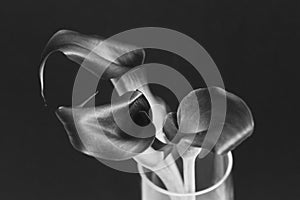 Boquet of calla lily in black and white