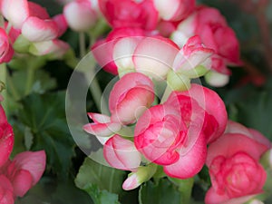 Boquet of The Red Begonia Flowers Blooming