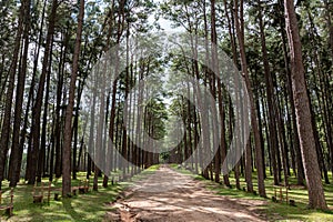 Bor Kaew pine forest with walk way and buffalos