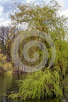 Bor Lake artificial lake in eastern Serbia near the city of Bor