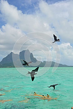 Bora Bora, french polynesia