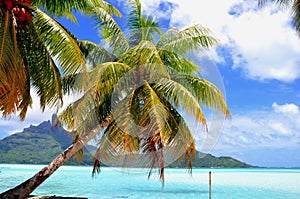 Bora Bora, french polynesia