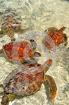 Bora Bora, french polynesia