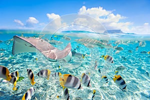 Bora Bora underwater photo