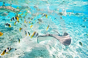 Bora Bora underwater photo