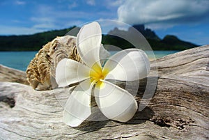 Bora Bora, white plumeria and seashell on driftwood