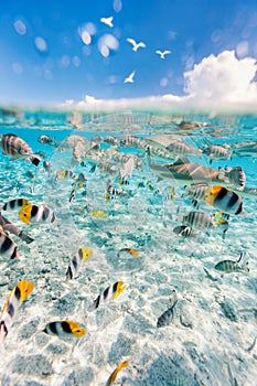 Bora Bora underwater photo