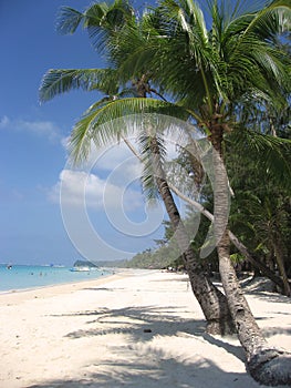 Boracay beach palm trees philippines