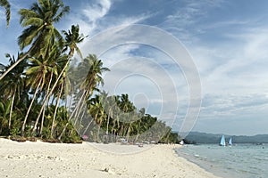 Boracay beach palm tress philippines