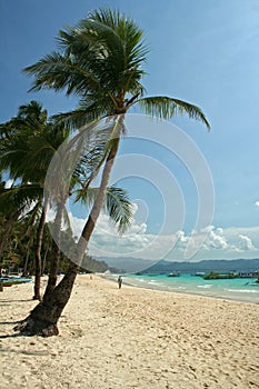 Boracay island beach and palm trees