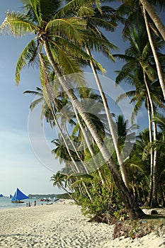 Boracay island white beach palm trees philippines