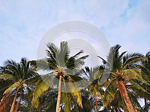 Boracay Palm Trees and Skies