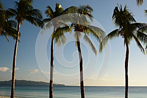 Palm trees. White beach. Boracay Island. Aklan. Western Visayas. Philippines photo