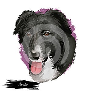 Borador digital art illustration of cute canine animal. Crossbreed dog created by crossing Labrador Retriever and Border