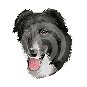 Borador digital art illustration of cute canine animal. Crossbreed dog created by crossing Labrador Retriever and Border