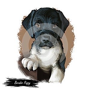 Borador Puppy digital art illustration isolated on white