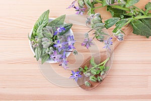 Borage with blue flowers