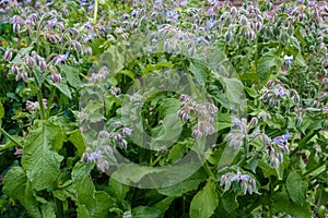 Borage (borago officinalis), also known as a starflower is growing in the garden for culinary and medicinal uses