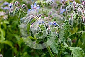 Borage (borago officinalis), also known as a starflower is growing in the garden for culinary and medicinal uses