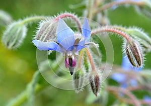 Borage (Borago officinalis) grows in nature