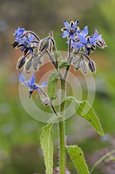 Borage