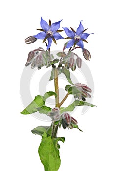 Borage (Borago officinalis)