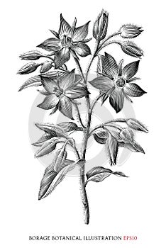 Borage botanical vintage illustration black and white clip art