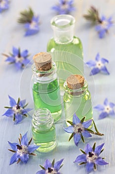 Borage edible and medicinal flower