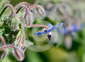 Borage flower